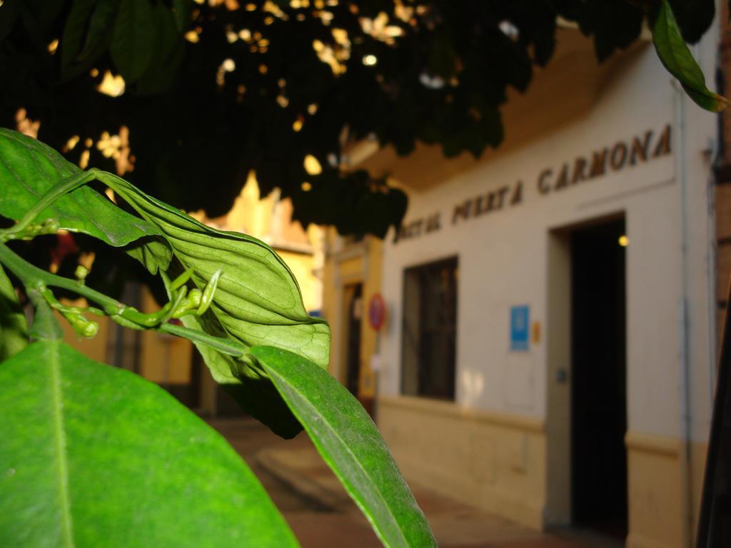 Puerta Carmona Sevilla
